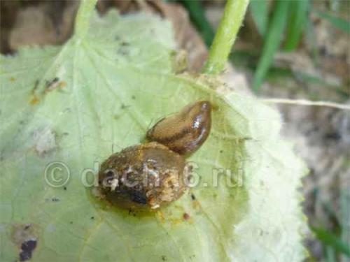 Как избавиться от слизней и улиток на участке и на огороде. Слизни и улитки – в чем их вред для растений