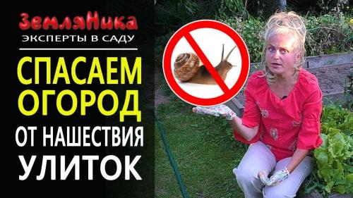 Как бороться со слизнями в огороде. Скользкий вредитель: как бороться с прожорливыми слизнями — дешевые, безопасные и эффективные методы 16 Как бороться со слизнями в огороде. Скользкий вредитель: как бороться с прожорливыми слизнями — дешевые, безопасные и эффективные методы 16
