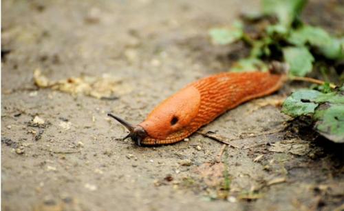 Лучшее средство от слизней. Как избавиться навсегда от слизней на участке, в огороде