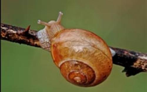 Лучшее средство от слизней. Как избавиться навсегда от слизней на участке, в огороде