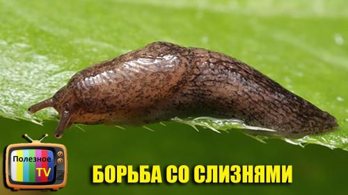 Как бороться со слизнями в огороде. Скользкий вредитель: как бороться с прожорливыми слизнями — дешевые, безопасные и эффективные методы 15 Как бороться со слизнями в огороде. Скользкий вредитель: как бороться с прожорливыми слизнями — дешевые, безопасные и эффективные методы 15