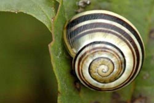 Лучшее средство от слизней. Как избавиться навсегда от слизней на участке, в огороде