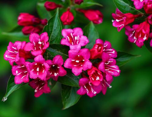 Морозоустойчивые цветущие кустарники. Декоративные зимостойкие кустарники цветущие все лето