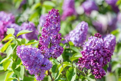 Декоративные цветущие кустарники для сада многолетние. Список красивых декоративно-цветущих кустарников для сада