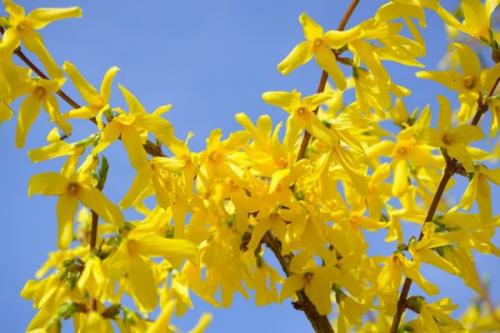 Декоративные цветущие кустарники для сада многолетние. Список красивых декоративно-цветущих кустарников для сада