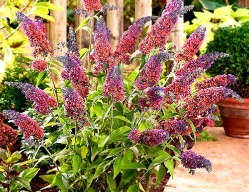 Морозоустойчивые цветущие кустарники. Декоративные зимостойкие кустарники цветущие все лето