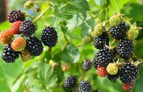 Как правильно посадить ежевику в открытый грунт. Посадка ежевики весной