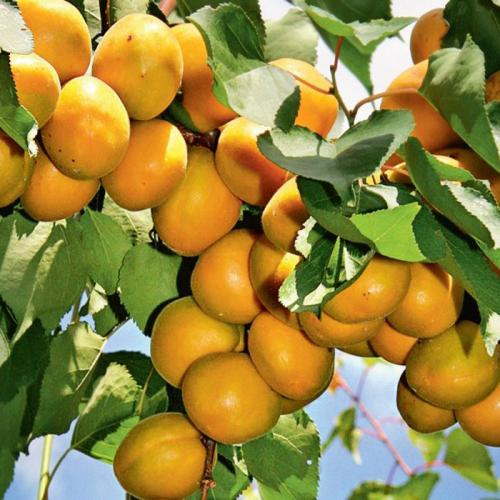 Рейтинг абрикосов для средней полосы. Сорта абрикосов – 50 сортов 2022 с фото и описанием