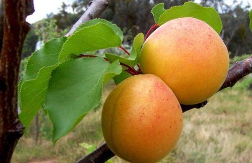 Крупноплодные сорта абрикосов для средней полосы. Абрикос для средней полосы: анализ районированных сортов и нюансов посадки