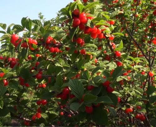 Вишня муза описание сорта. Описание и характеристика вишни сорта Муза, особенности посадки и ухода 01