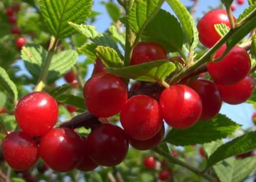 Вишня муза описание сорта. Описание и характеристика вишни сорта Муза, особенности посадки и ухода 02