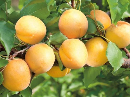 ТОП самых вкусных сортов абрикосов для средней полосы. Сорта абрикосов – 50 сортов 2022 с фото и описанием