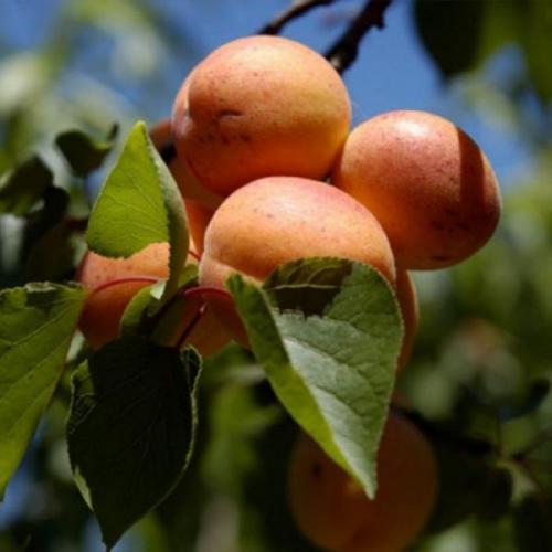Лучшие сочные сорта абрикосов для средней полосы. Абрикос сорта подходят для средней полосы