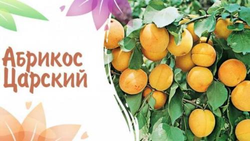 Вкусные сорта абрикоса. Сорта абрикосов: название и подробное описание лучших и обзор самых популярных сортов (110 фото + видео)