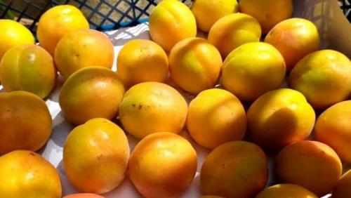 Вкусные сорта абрикоса. Сорта абрикосов: название и подробное описание лучших и обзор самых популярных сортов (110 фото + видео)