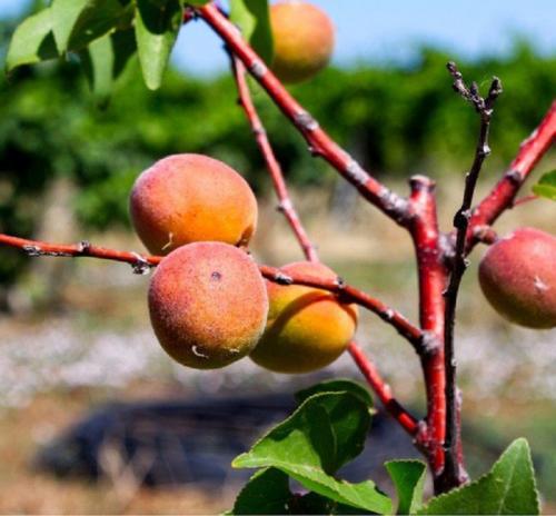 ТОП самых вкусных сортов абрикосов для средней полосы. Сорта абрикосов – 50 сортов 2022 с фото и описанием