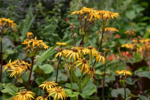 Неприхотливые многолетние цветы, цветущие все лето. Виды неприхотливых цветов с названиями и фото