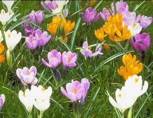 Высокие многолетние цветы цветущие все лето. Обзор многолетних цветов для дачи с фото и названиями