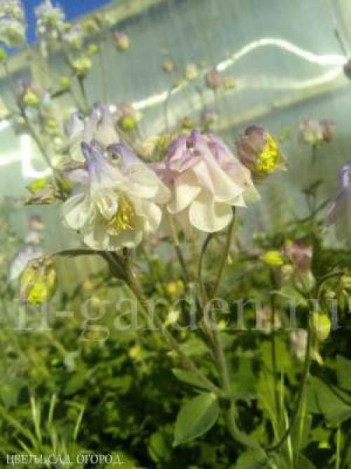 Многолетние цветы, цветущие все лето из семян. МНОГОЛЕТНИE ЦВЕТЫ ИЗ СЕМЯН