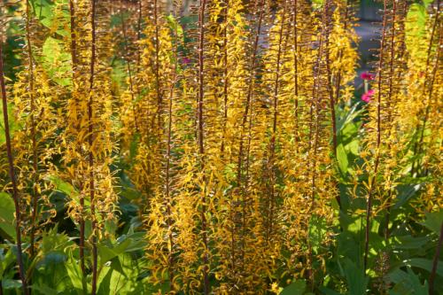 Неприхотливые многолетние цветы, цветущие все лето. Виды неприхотливых цветов с названиями и фото