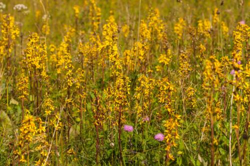 Самые неприхотливые цветы для дачи многолетники. Виды неприхотливых цветов с названиями и фото
