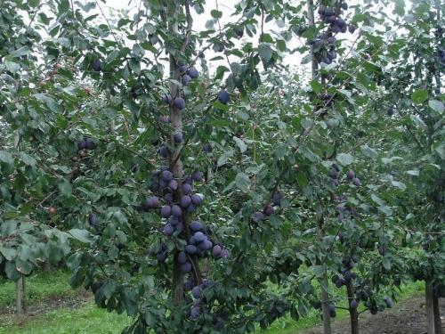 Совместимость плодовых деревьев и кустарников в саду таблица. Наилучшая совместимость плодовых деревьев и кустарников 04 Совместимость плодовых деревьев и кустарников в саду таблица. Наилучшая совместимость плодовых деревьев и кустарников 04