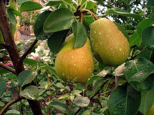 Совместимость плодовых деревьев и кустарников в саду таблица. Наилучшая совместимость плодовых деревьев и кустарников 02 Совместимость плодовых деревьев и кустарников в саду таблица. Наилучшая совместимость плодовых деревьев и кустарников 02