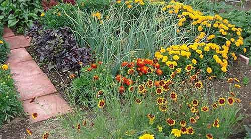 Какие растения можно сажать рядом, а какие нельзя таблица. Другие полезные соседи для овощей