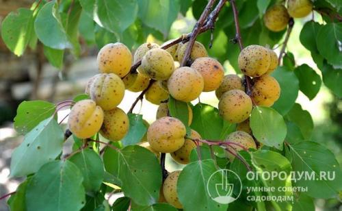 Низкорослые сорта Абрикоса. Параметры выбора