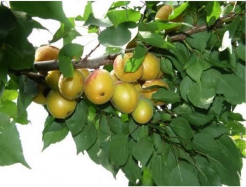 Низкорослые сорта Абрикоса для юга россии. Ранние сорта абрикосов