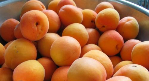 Низкорослые сорта Абрикоса для юга россии. Ранние сорта абрикосов