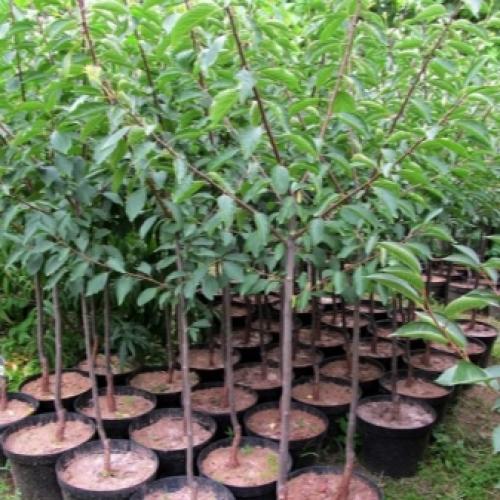 Когда вишня созревает. Созрела вишня в саду 10