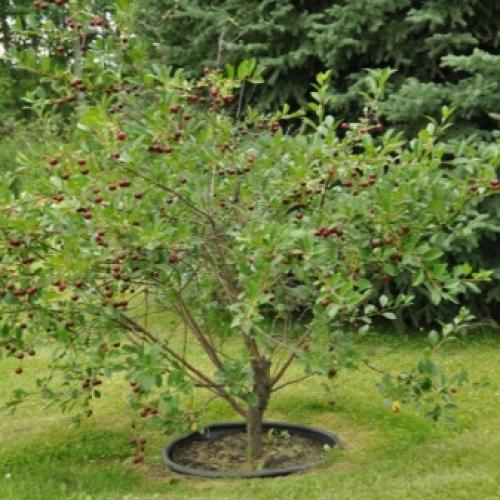 Когда вишня созревает. Созрела вишня в саду 11