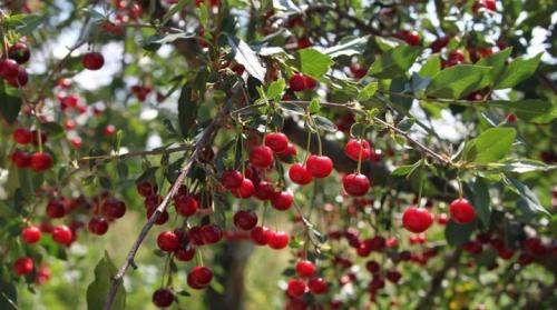 Когда сажают вишню. Как посадить вишню?