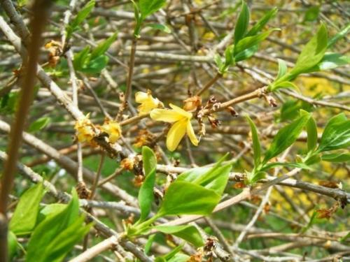 Форзиция пониклая. Виды форзиции