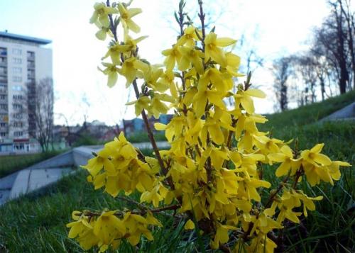 Форзиция виды и сорта. Промежуточная