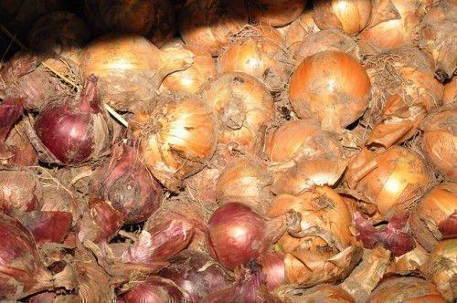 Методы сохранения лука и особенности. Способы сохранения лука