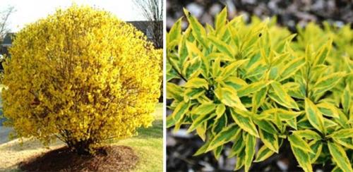 Форзиция виды и сорта. Промежуточная