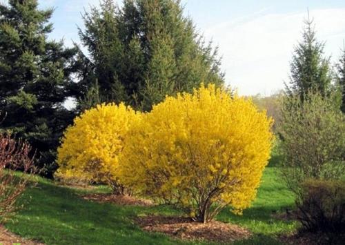 Форзиция виды и сорта. Промежуточная