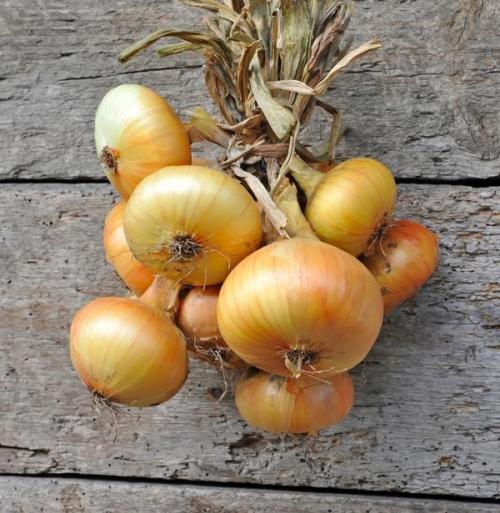 Как хранить лук в частном доме. Как хранить лук, чтобы он «дотерпел» до весенних простуд