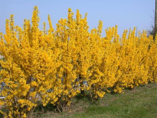 Форзиция виды и сорта. Промежуточная