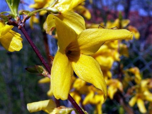 Форзиция виды и сорта. Промежуточная