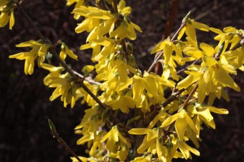 Форзиция виды и сорта. Промежуточная