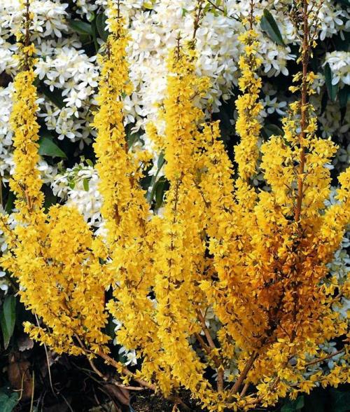 Форзиция виды и сорта. Промежуточная