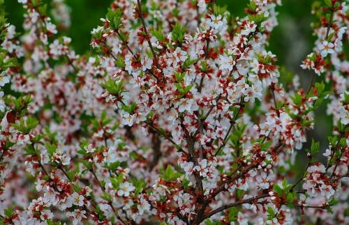Чем отличается войлочная вишня от обыкновенной. Войлочная вишня: лучшие сорта для приусадебного участка