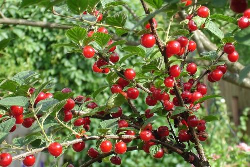 Чем отличается войлочная вишня от обыкновенной. Войлочная вишня: лучшие сорта для приусадебного участка