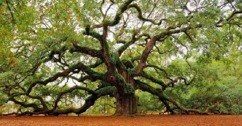 Таблица совместимости деревьев и кустарников в саду. Наилучшая совместимость плодовых деревьев и кустарников 27