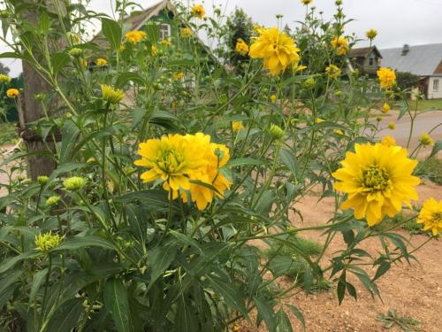 Георгины которые не надо выкапывать. Цветы «Золотые Шары»: «10 лет хочу завести этот зимующий георгин»