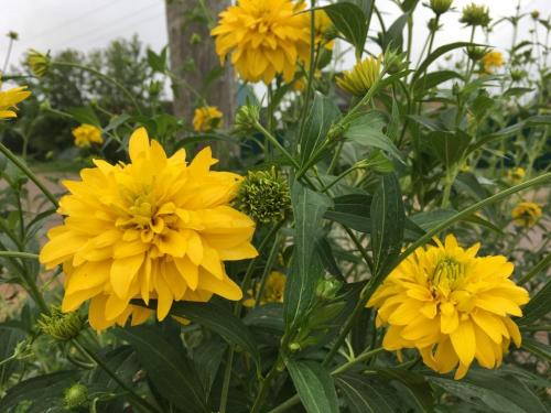 Георгины которые не надо выкапывать. Цветы «Золотые Шары»: «10 лет хочу завести этот зимующий георгин»