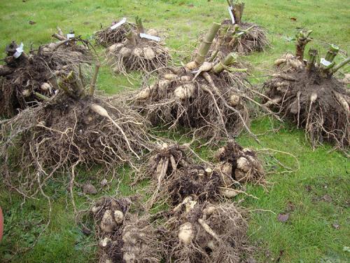 Можно ли не выкапывать георгины на зиму. Когда выкапывать георгины осенью в зависимости от региона